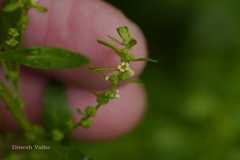 Chenopodium ambrosioides